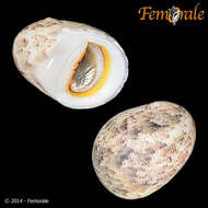 Image of <i>Nerita rumphii</i> Recluz 1841