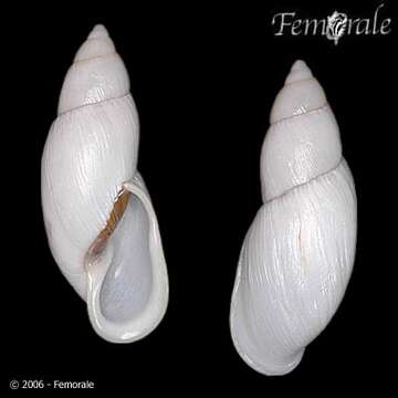 Image of Flax snail