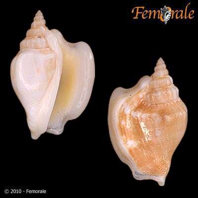 Image of Strombus Linnaeus 1758