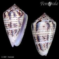 Image of Conasprella Thiele 1929