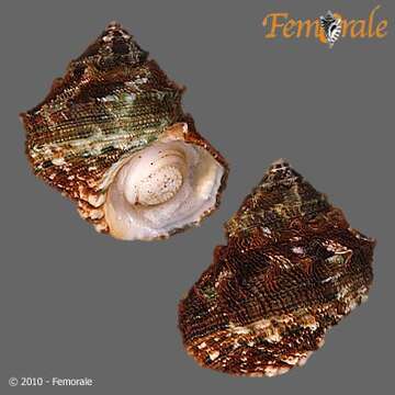 Image of turban snail