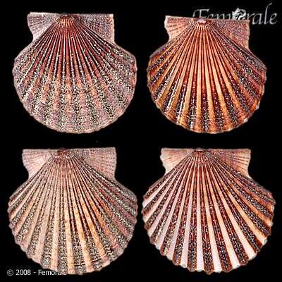 صورة Leptopecten Verrill 1897