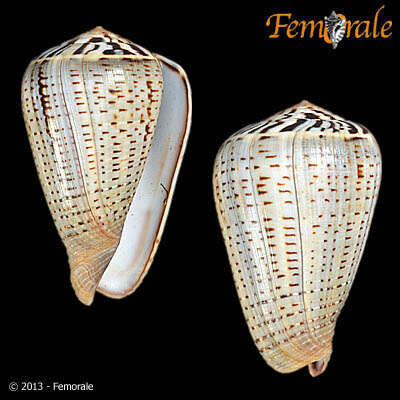 Image de Conus glaucus Linnaeus 1758