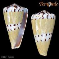 Imagem de Conus Linnaeus 1758