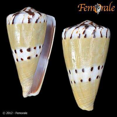 Imagem de Conus Linnaeus 1758