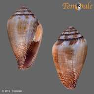 Image of cone snails