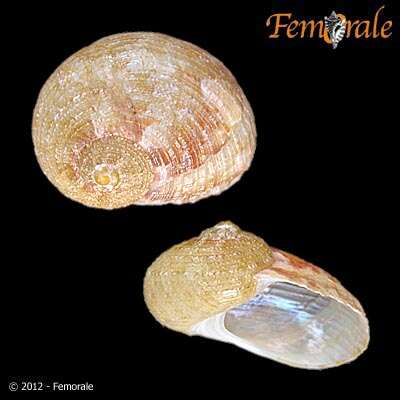 صورة Pseudostomatella Thiele 1924