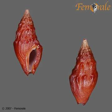 Image of Pseudomelatomidae J. P. E. Morrison 1966