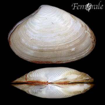 Image of surfclam