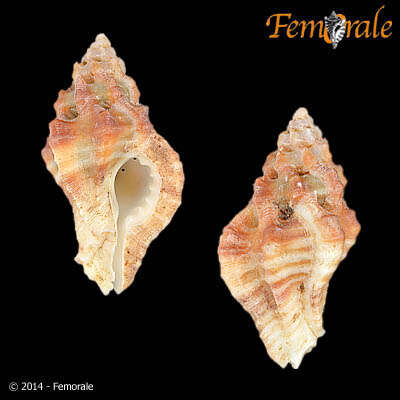 Image of Dermomurex indentatum (Carpenter 1857)