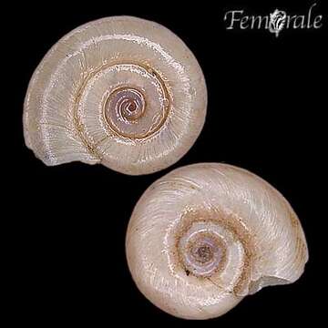 Image of ramshorn snails