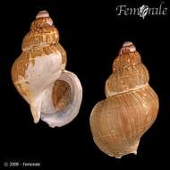 <i>Buccinum ectomocyma</i> Dall 1907的圖片