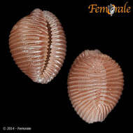 Image of Pseudopusula Fehse & Grego 2014