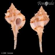 Image of Haustellum rubidus panamicus (Petuch 1990)