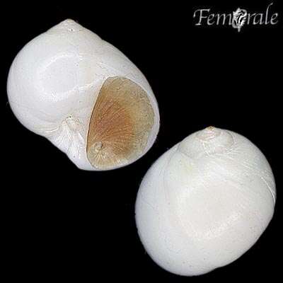 Image of moon snails