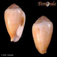 Image of cone snails