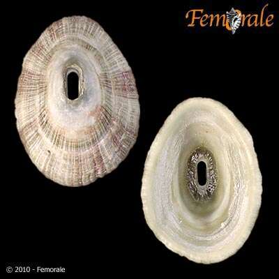 Image of Fissurellinae J. Fleming 1822