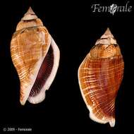 Image of <i>Strombus <i>gibberulus</i></i> gibberulus L. 1758