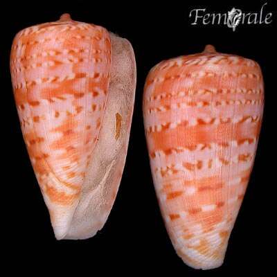 صورة Conus Linnaeus 1758