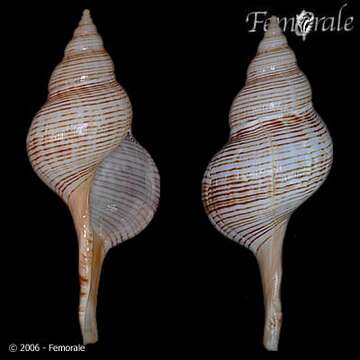 Fasciolaria Lamarck 1799 resmi