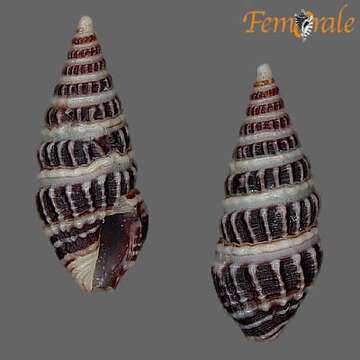 Image of Pseudomelatomidae J. P. E. Morrison 1966