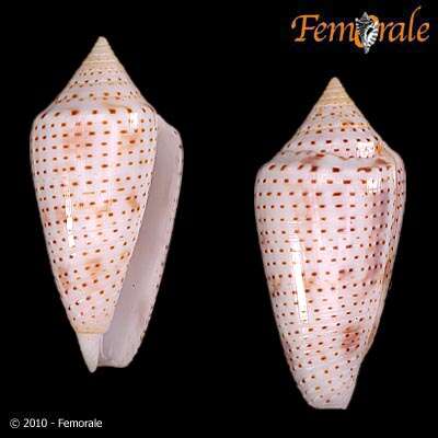 Image of Conasprella Thiele 1929