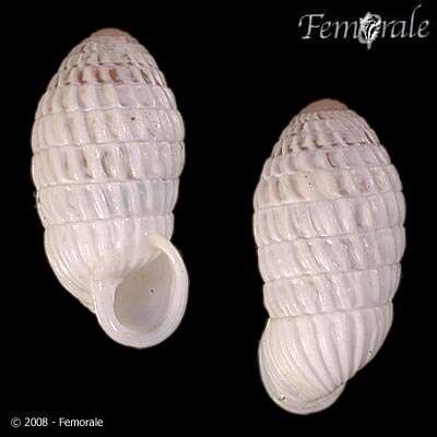 Cerionidae resmi