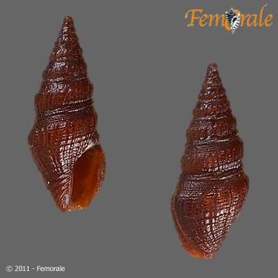 Image of Pseudomelatomidae J. P. E. Morrison 1966