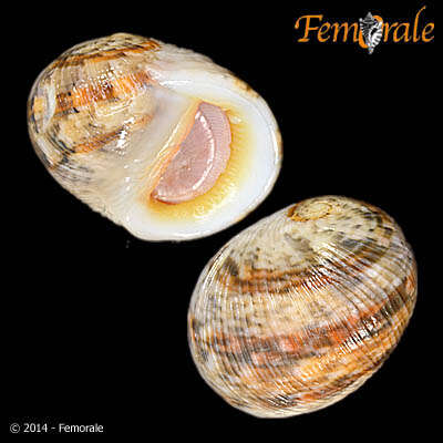 Image of <i>Nerita rumphii</i> Recluz 1841