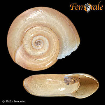 Image of ramshorn snails