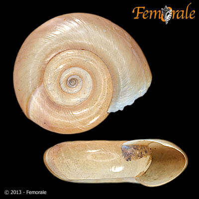 Image de Planorbidae