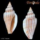 Eucithara vexillum (Reeve 1846)的圖片