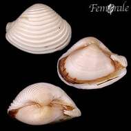 Image of Corbulid Clams