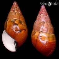 Image of Orthalicidae