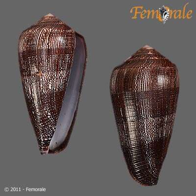 Image of cone snails