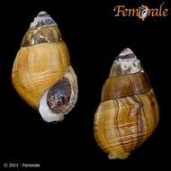 Image of unclassified Gastropoda