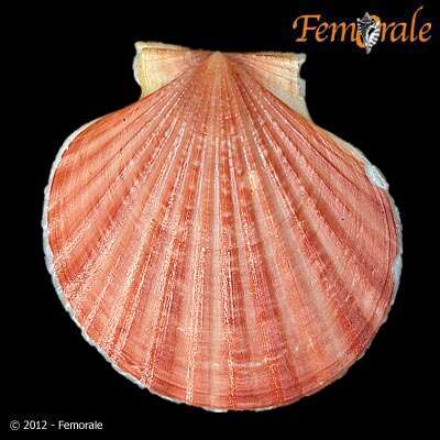 Image of red-ribbed scallop
