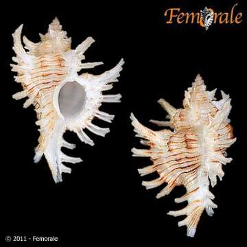 Image of Chicoreus cnissodus (Euthyme 1889)