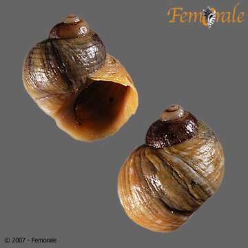 Image of Periwinkle snails