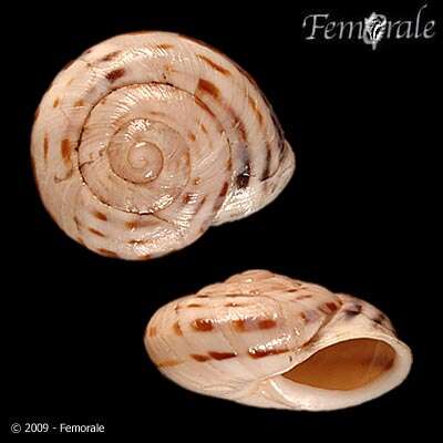 Image of helicid snails