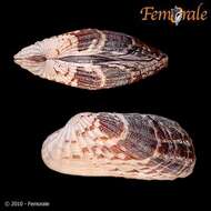 Image of Cardita affinis californica Deshayes 1854