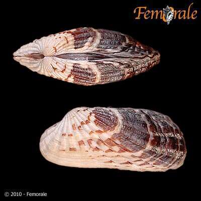 Image of Cardita affinis californica Deshayes 1854