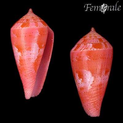 Image of Conus corallinus Kiener 1847