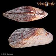 Image of Cardita affinis californica Deshayes 1854