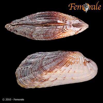 Image of Cardita affinis californica Deshayes 1854