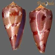 Image of cone snails