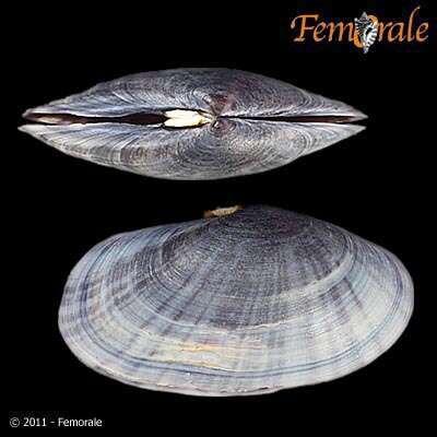 Imagem de Psammobiidae J. Fleming 1828