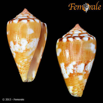 Image of Conus ziczac Megerle von Mühlfeld 1816