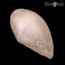 Image of Glassy Nut Clam