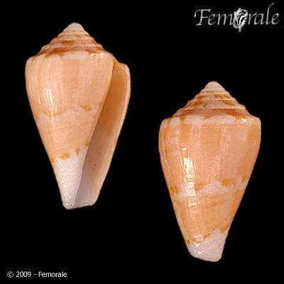 Image of cone snails